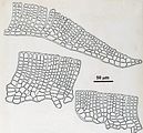 Sezioni longitudinali radiali del tallo crostoso